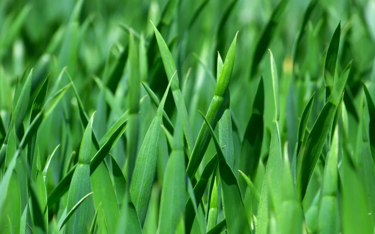 Close-up of green grass blades trimmed to an even height on a healthy lawn