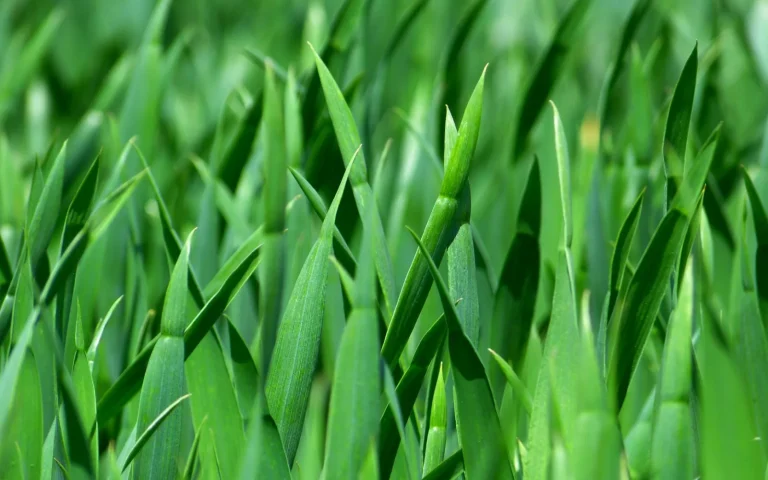 Close-up of green grass blades trimmed to an even height on a healthy lawn