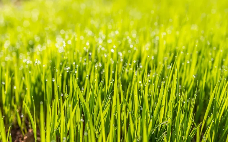 Healthy dense green lawn thriving under regular light cutting from a robot mower