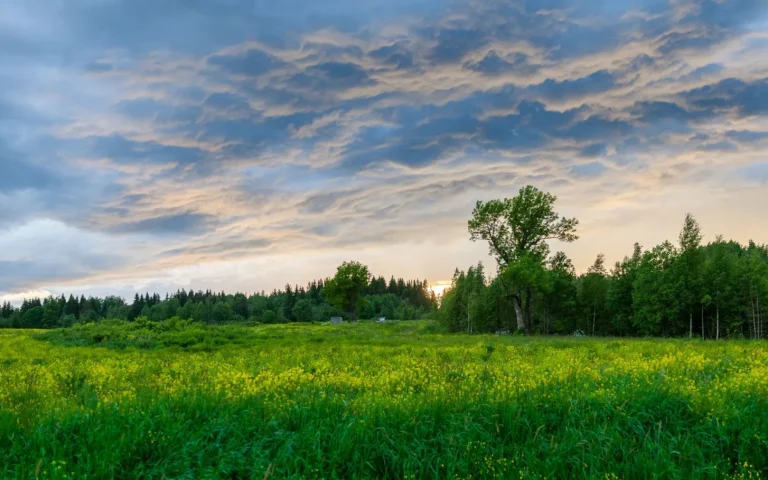 Cloudy sky gathering over a green garden lawn as a robot mower pauses its run