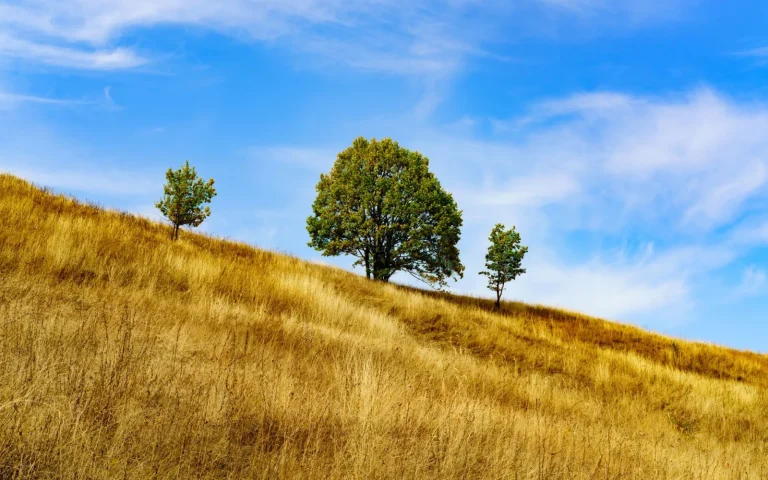 Robot lawn mower cutting grass on a green sloped hillside lawn in sunlight