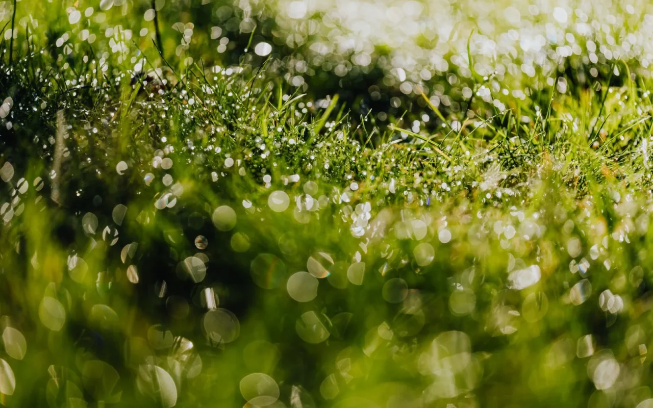 Close up of wet green grass covered in morning dew drops before mowing