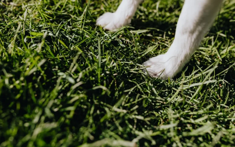 A dog lying on a green lawn while a robot lawn mower cuts grass nearby