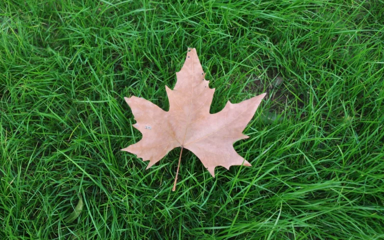 Green lawn through the four seasons cared for on a year-round robot mower schedule
