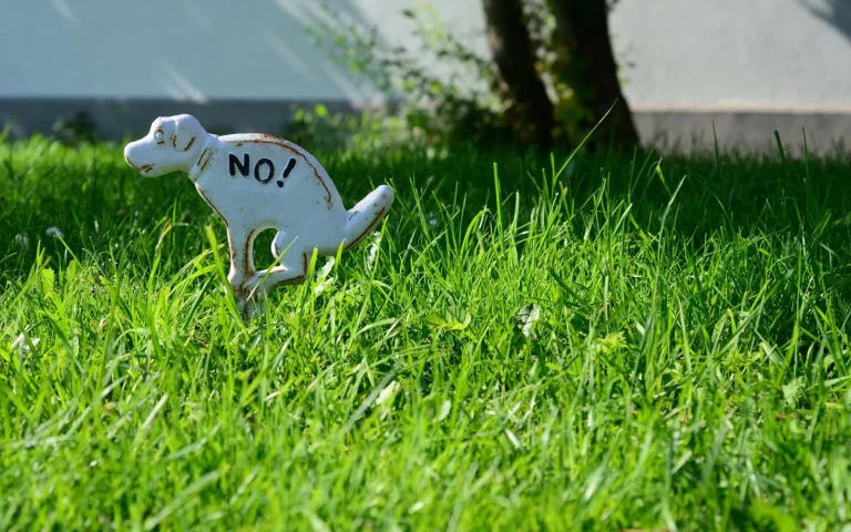 Green lawn with a robot mower and a small patchy area showing a care mistake