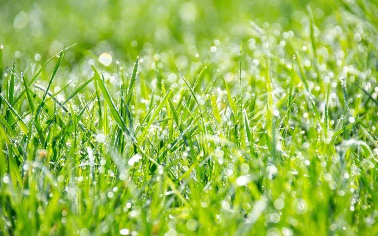 Lush green suburban lawn kept healthy by a robot mower over a full growing season