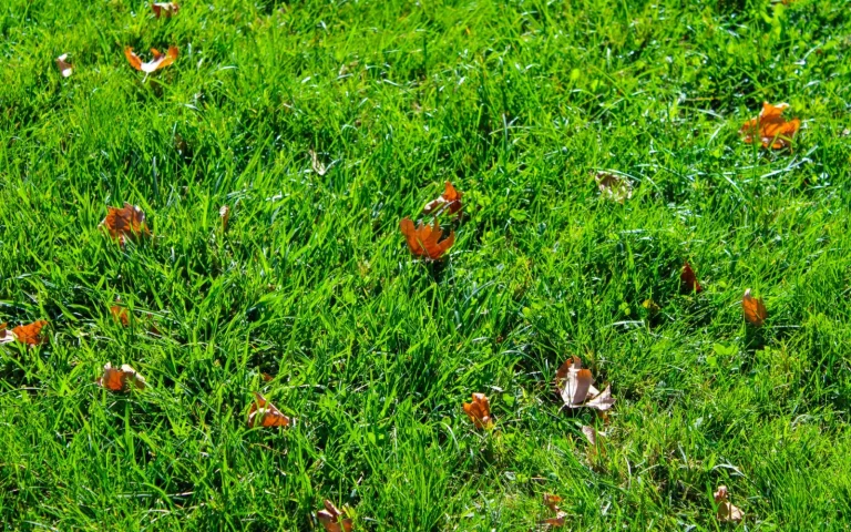 Fine grass clippings scattered across green turf after a robot mower mulching pass