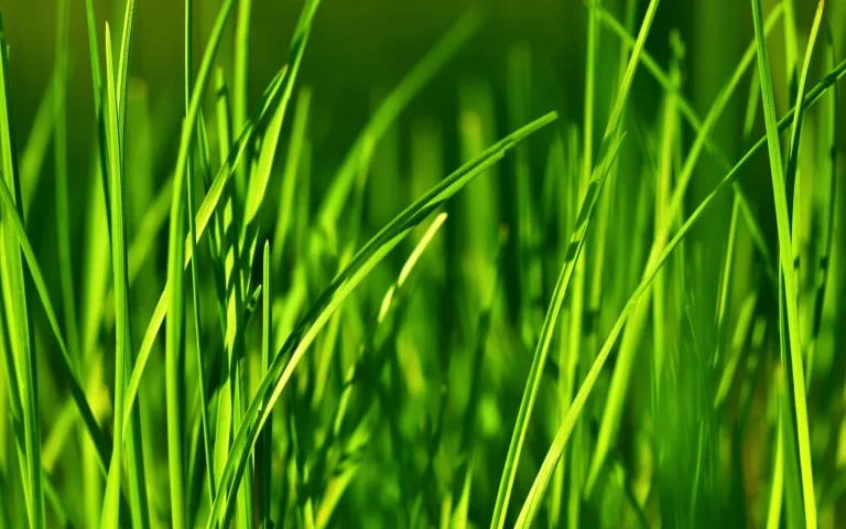 Robot lawn mower cutting a patch of tall thick green grass in a backyard