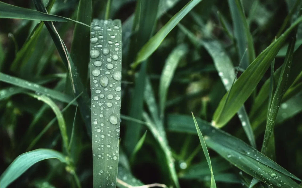 Robot mower on a green lawn with rain drops on the grass during light rain