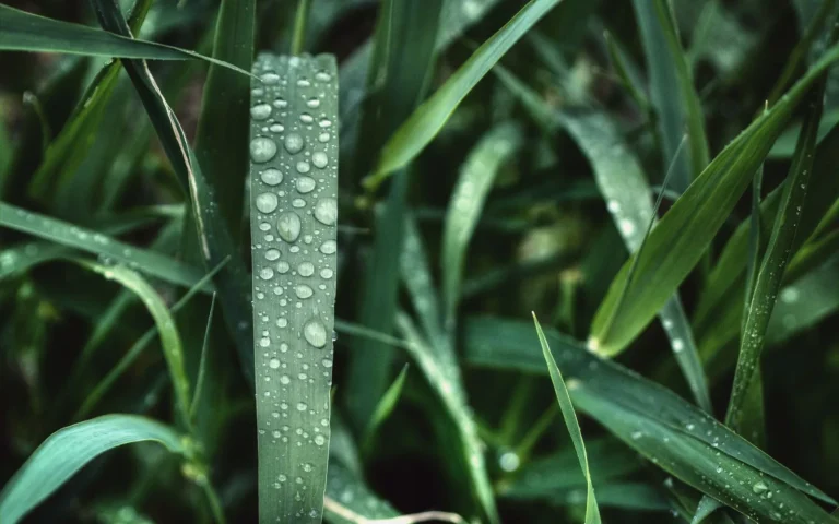 Robot mower on a green lawn with rain drops on the grass during light rain