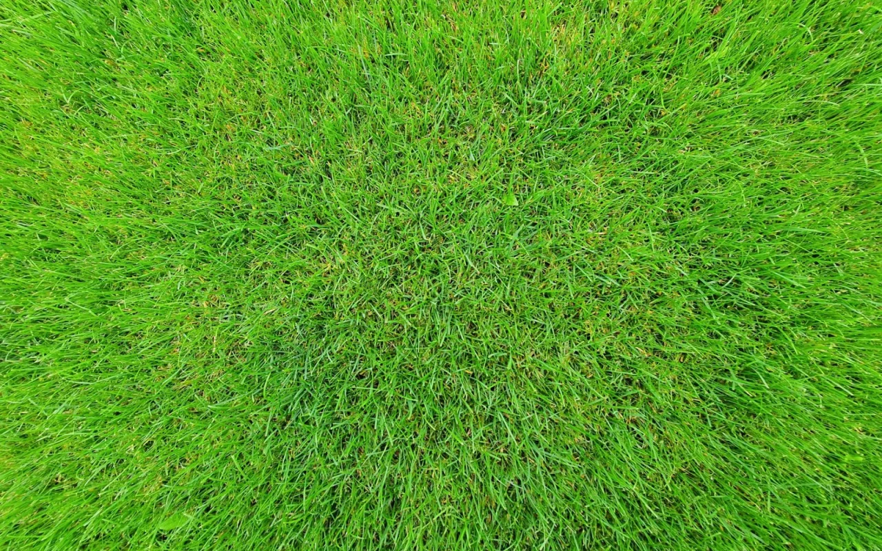Robot mower starting its first run of spring on a fresh green lawn after winter
