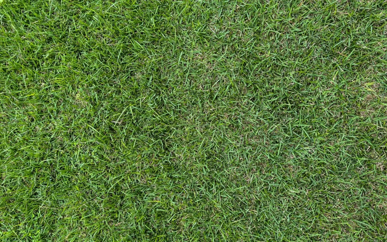 Close-up of a patchy uneven lawn with ridged and torn grass in evening light
