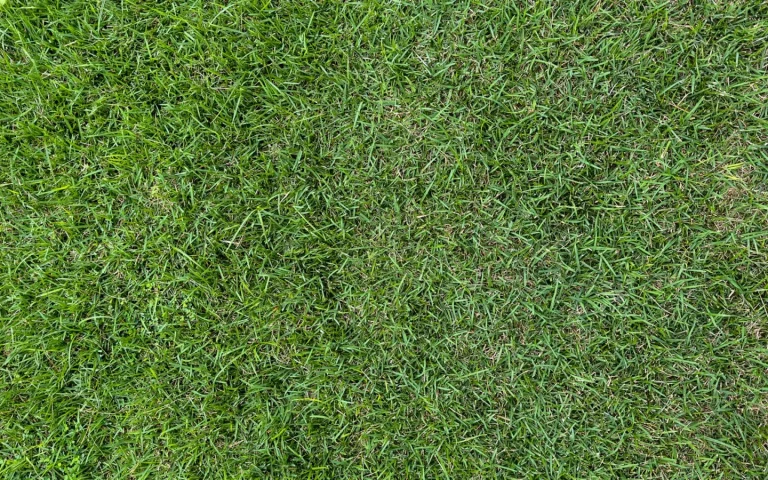 Close-up of a patchy uneven lawn with ridged and torn grass in evening light