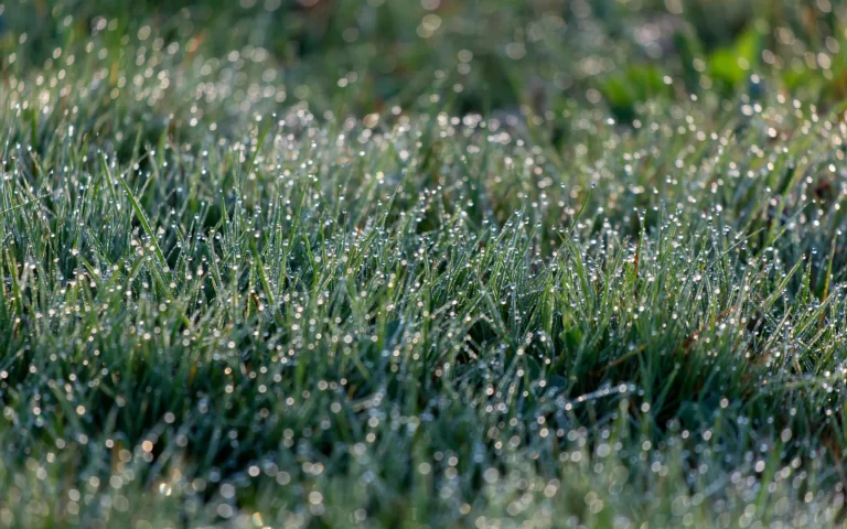 Robot mower drive wheels spinning on a wet green lawn in morning light