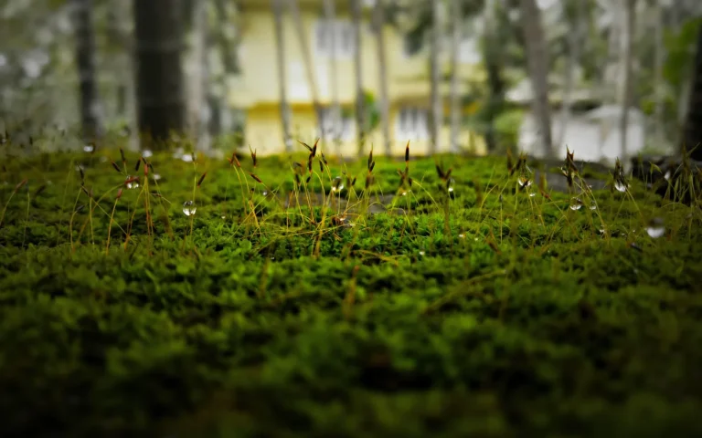 A shady green lawn with patches of moss between grass blades near tree roots