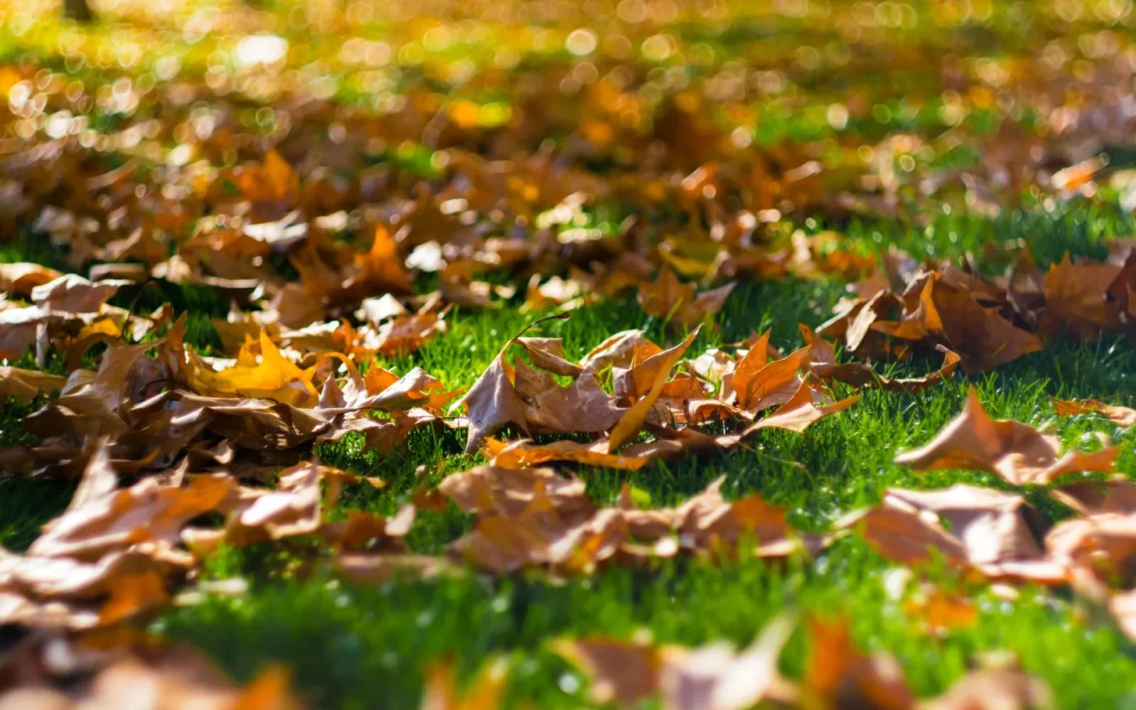 Robot lawn mower cutting through scattered autumn leaves on a green backyard lawn