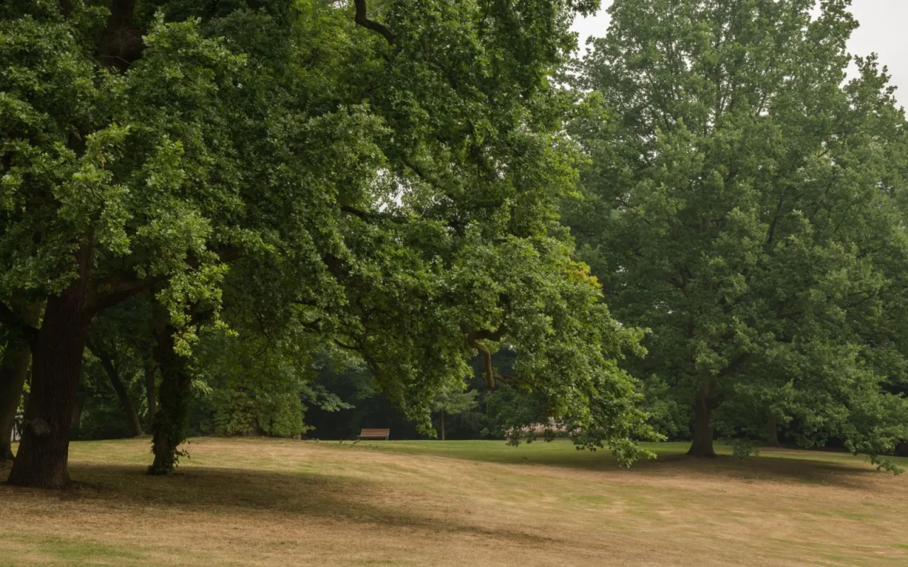 Robot lawn mower working across a shaded backyard lawn beneath tall leafy trees