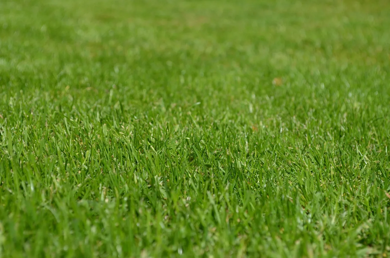 A person holding a phone showing a robot mower app beside a green lawn