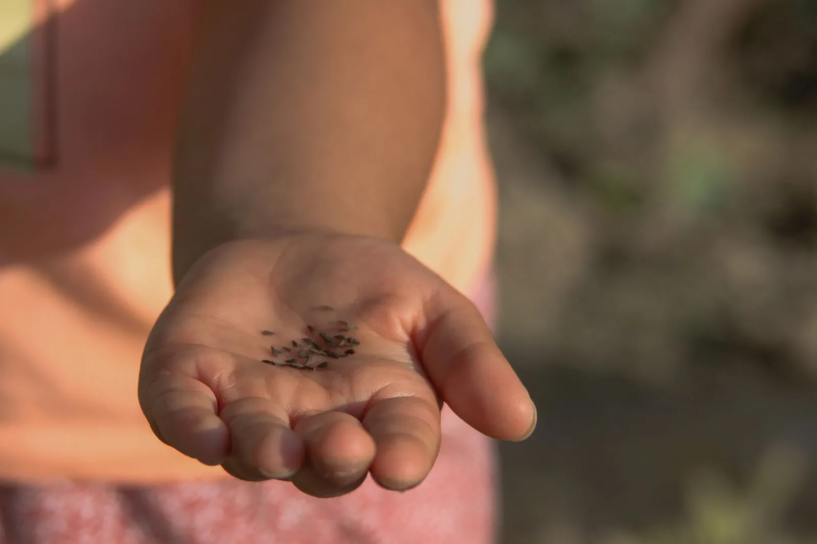 A hand scattering grass seed over a prepared bare patch of soil in a lawn