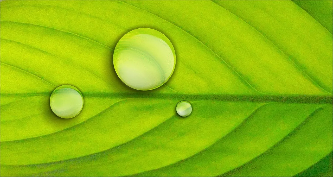 Fresh rain drops resting on green leaves after a light shower