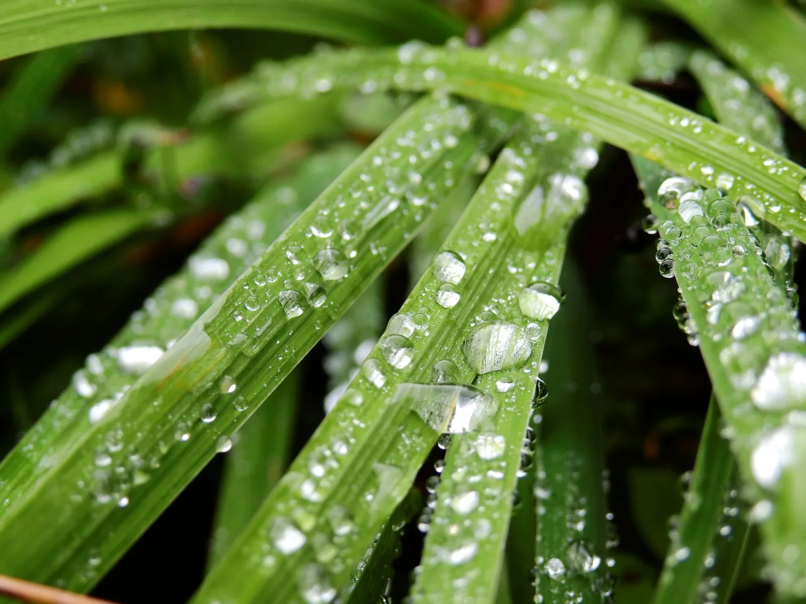 Rain drops beading on green lawn grass after a robot mower paused for weather