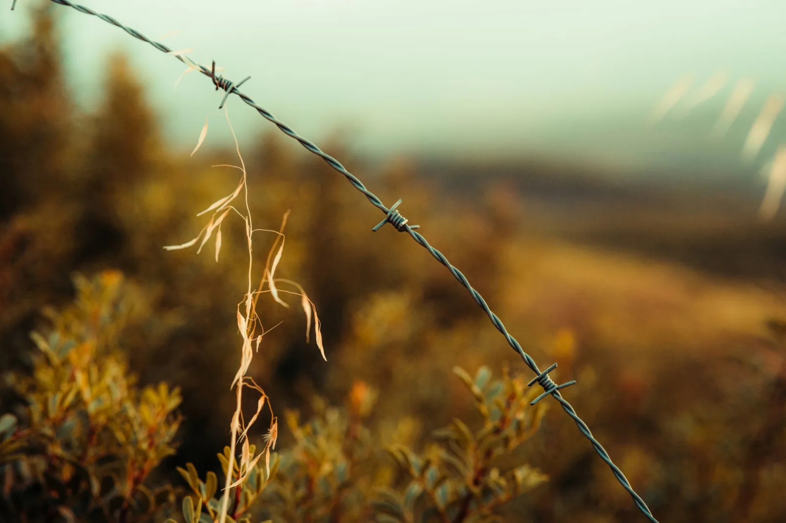 Hands pressing boundary wire pegs into a green lawn edge during setup