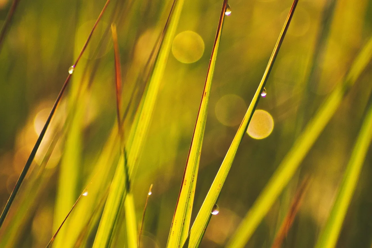 Fresh morning dew clinging to green grass blades on a lawn