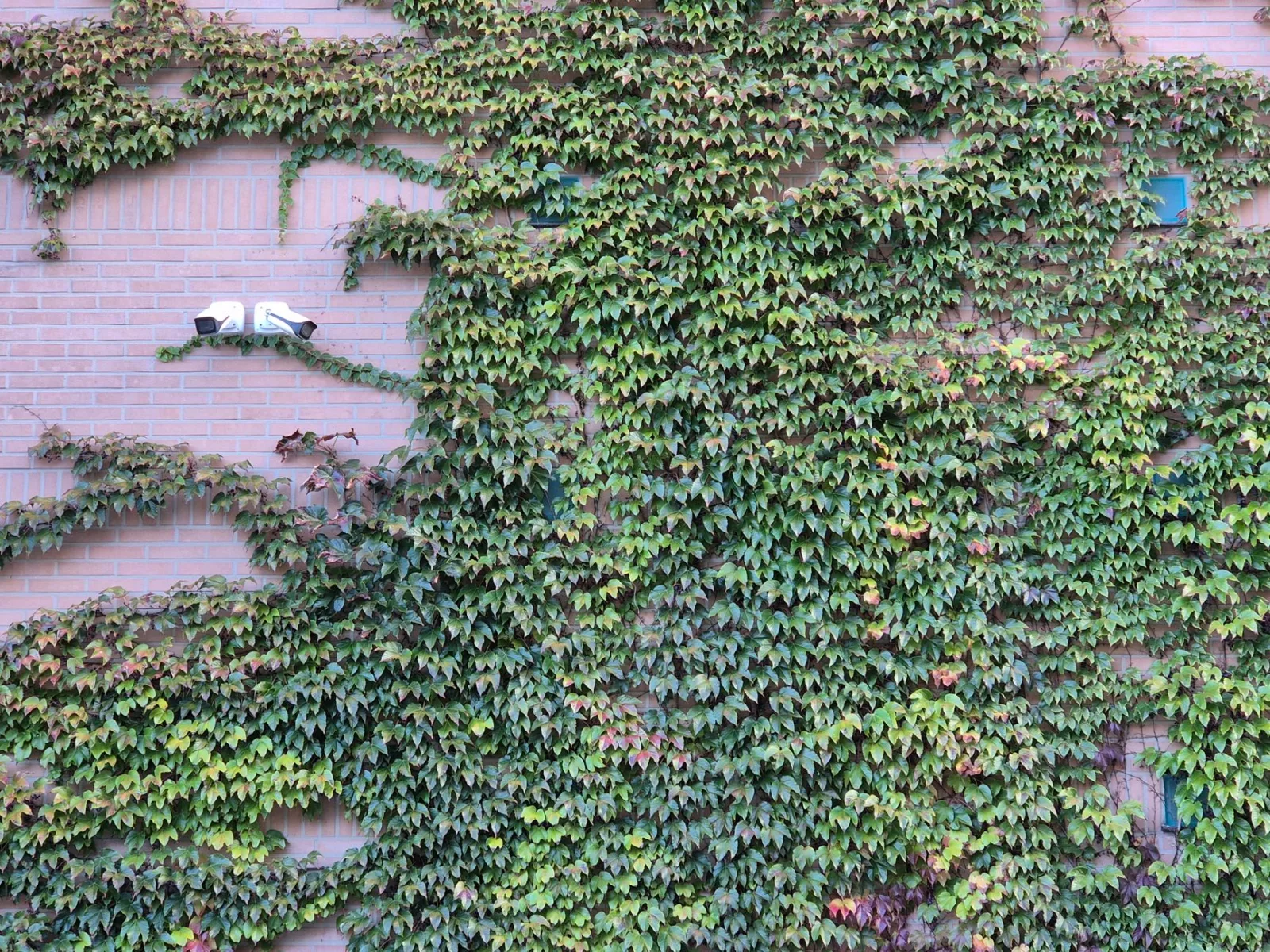 Outdoor security camera mounted above a lawn where a robot mower operates