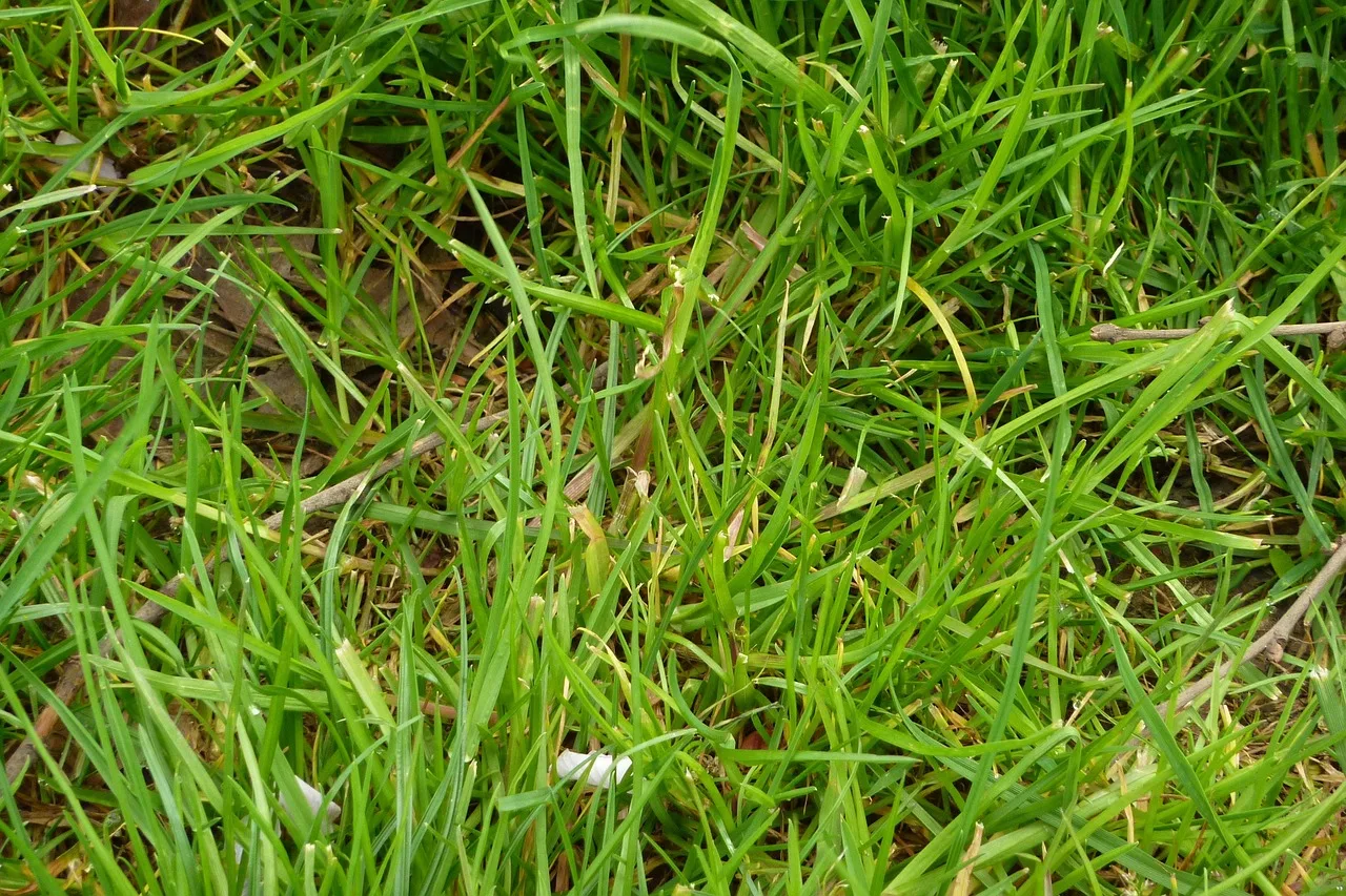A fresh set of small replacement robot mower blades with mounting screws on a bench