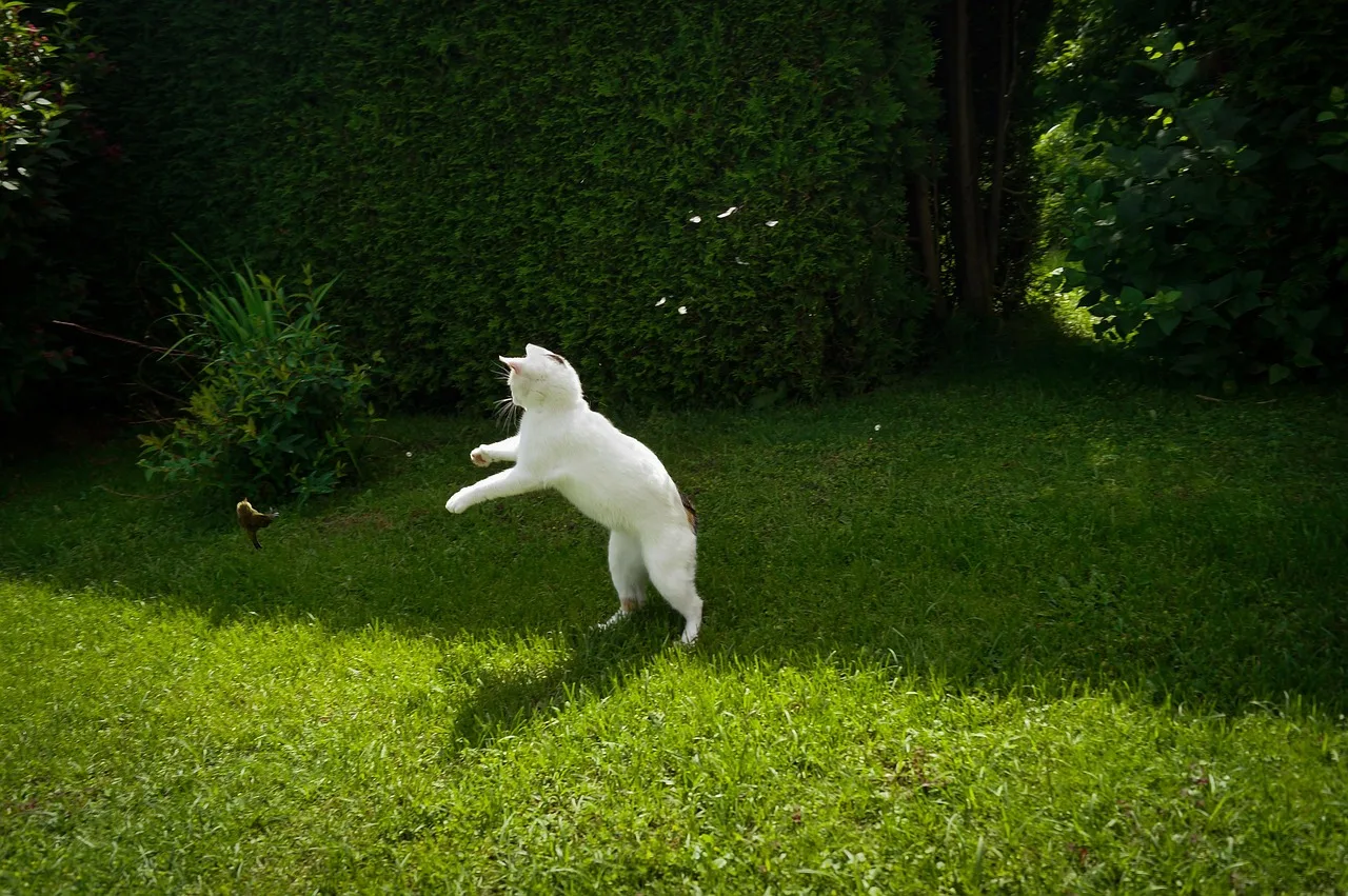 A cat resting on a sunny green lawn near a working robot mower