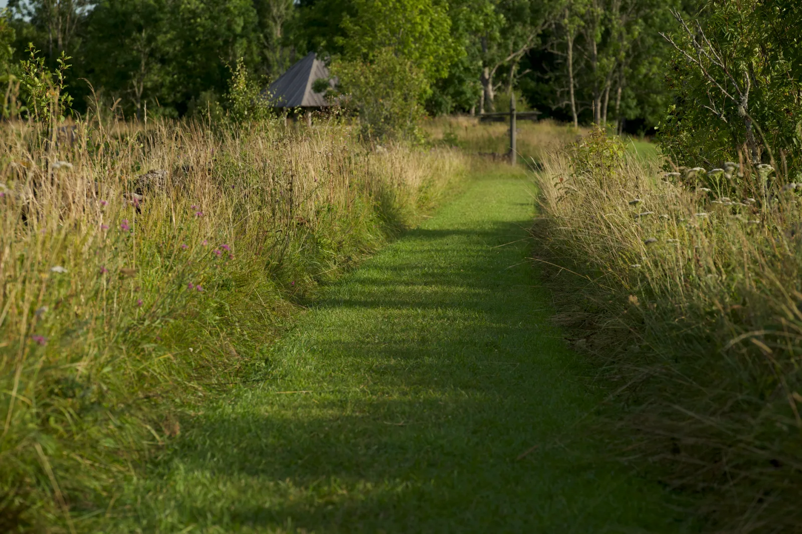 Narrow grass passage between a raised garden bed and a wooden fence