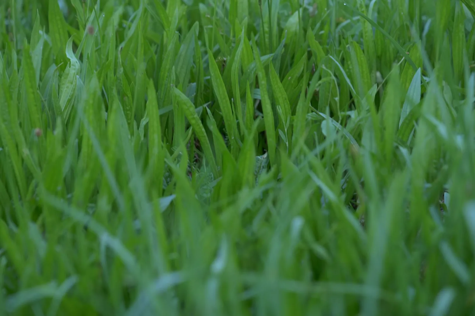 Fresh green spring lawn ready for the first mow of the season