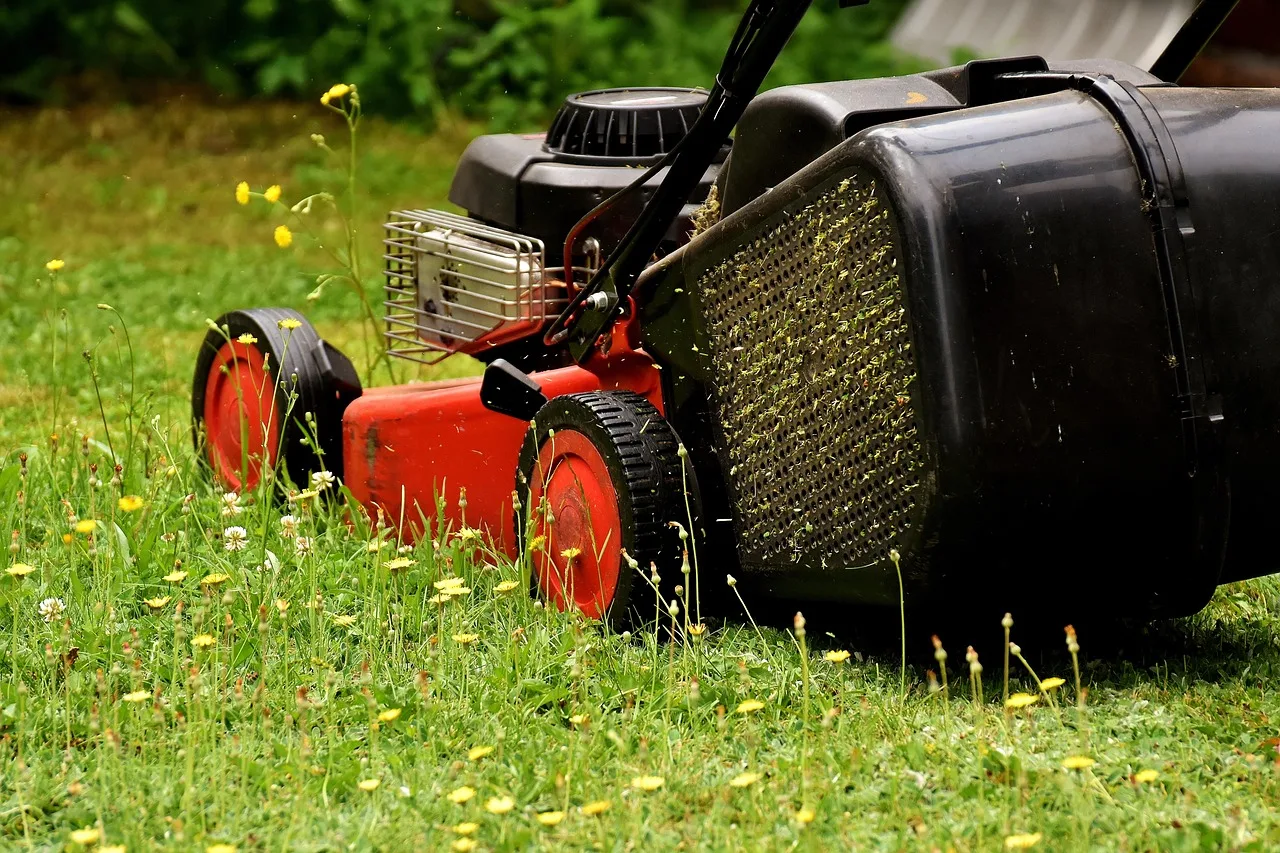 Close-up of frayed grass tips left by a dull mower blade
