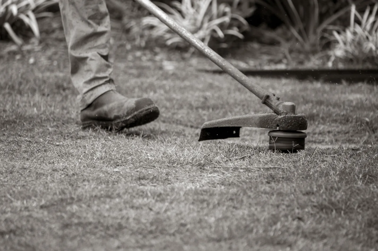 Trimming the grass edge along a garden border for a clean lawn line