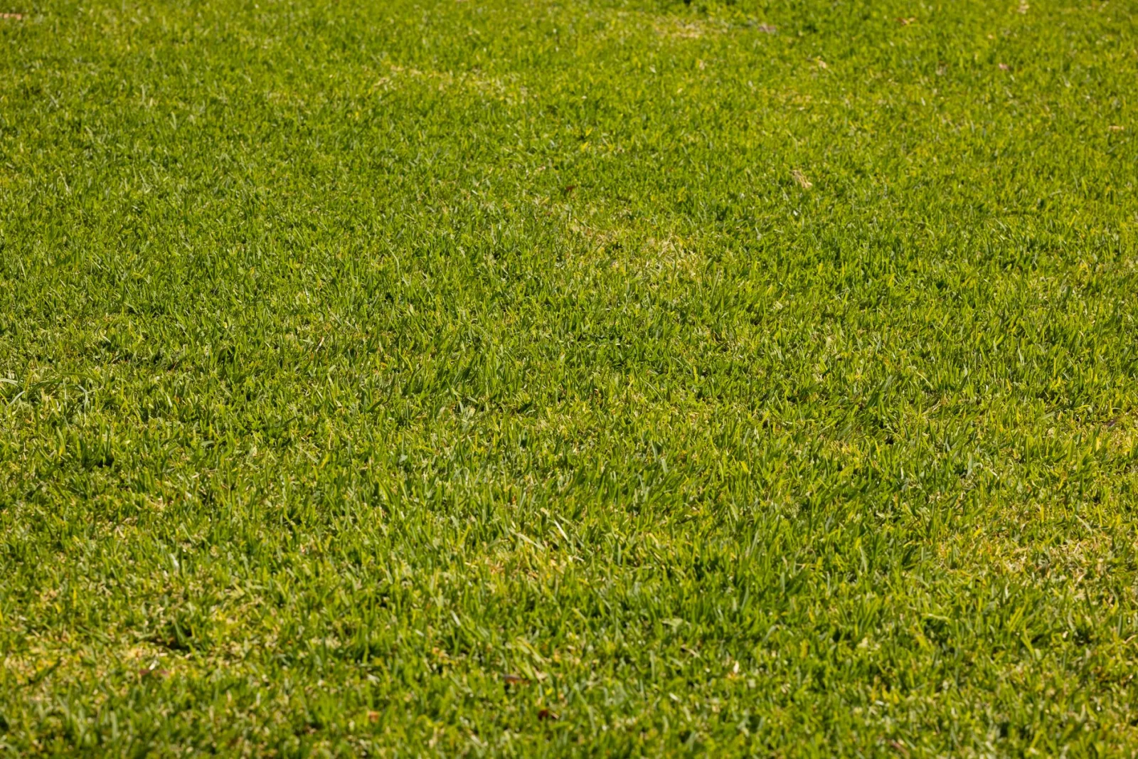 Dense healthy green lawn in a suburban backyard during summer