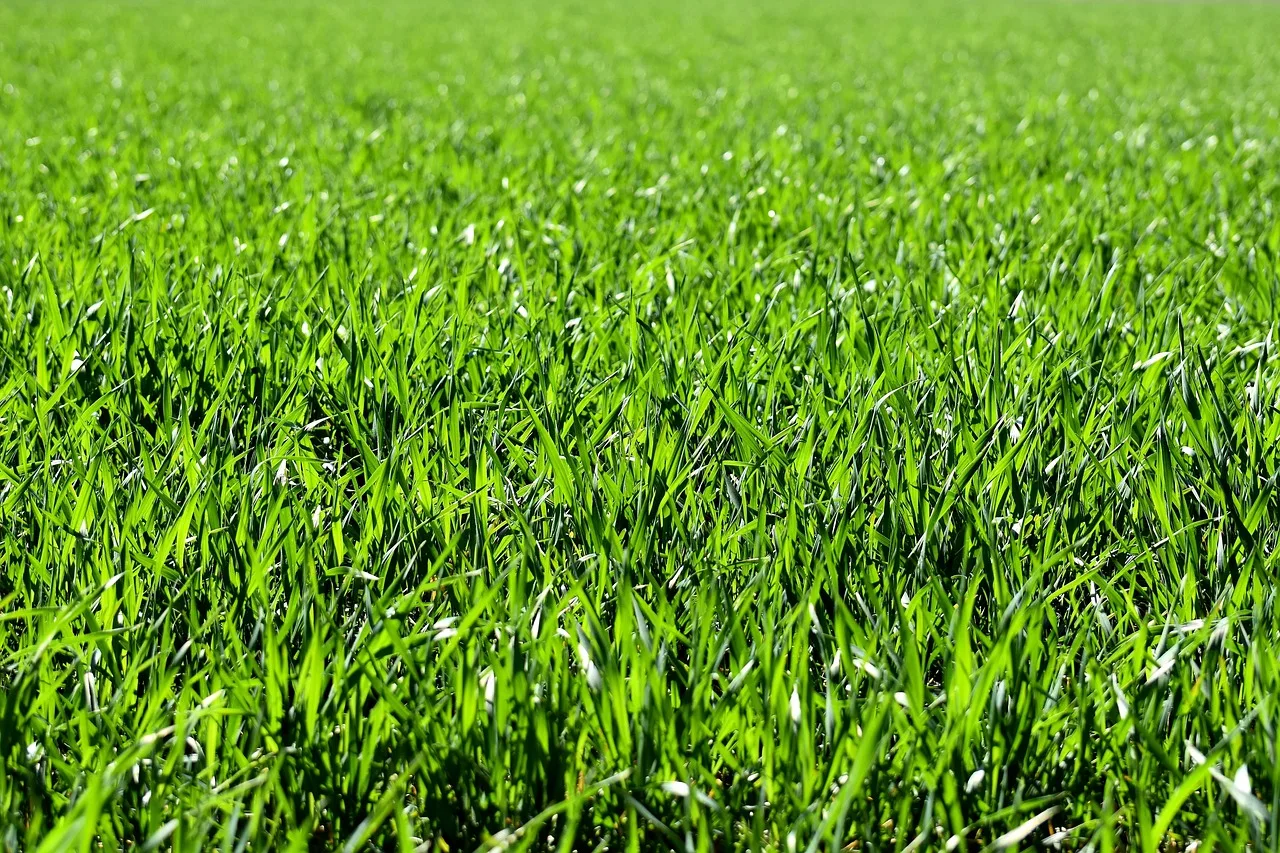 Corner of a lawn with longer uncut grass a robot mower missed