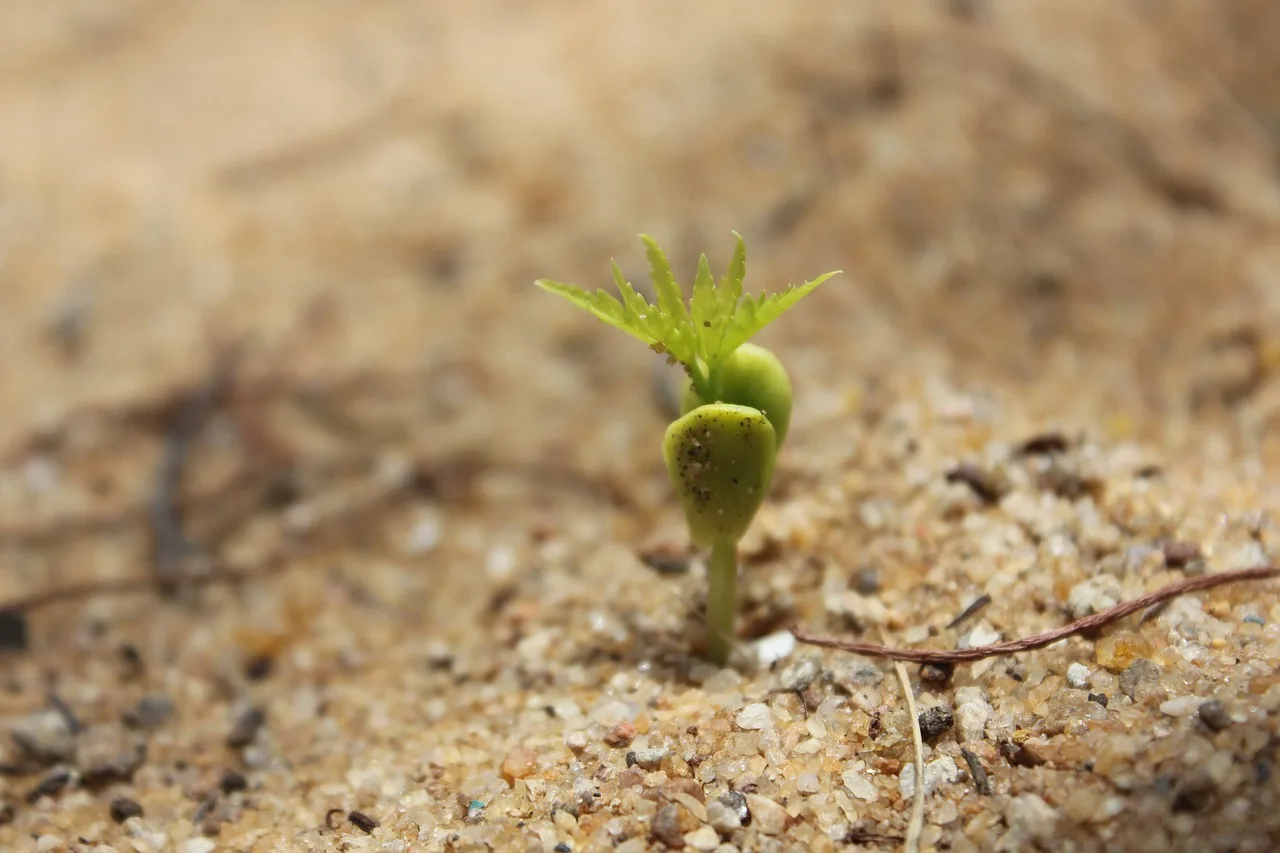 Fresh grass seedlings sprouting on damp dark soil in spring