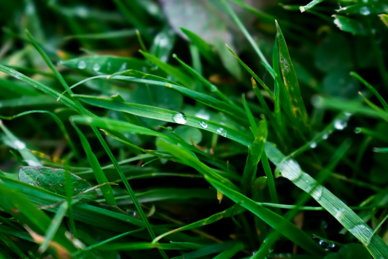 Rain drops beading on green lawn grass beside a paused robot mower