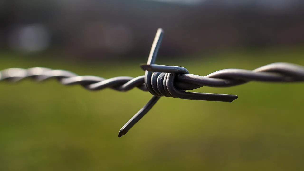 Hand pegging a boundary wire tightly across a sloped lawn