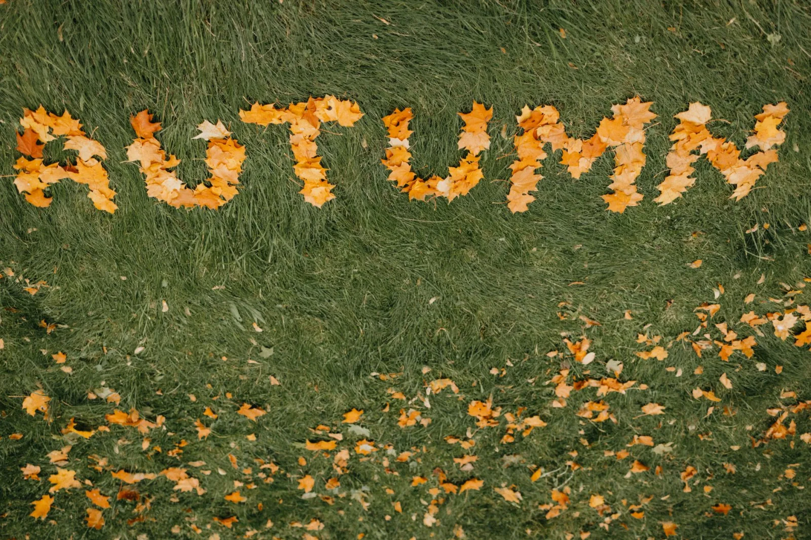 Fallen autumn leaves scattered across a lawn before a robot mower run