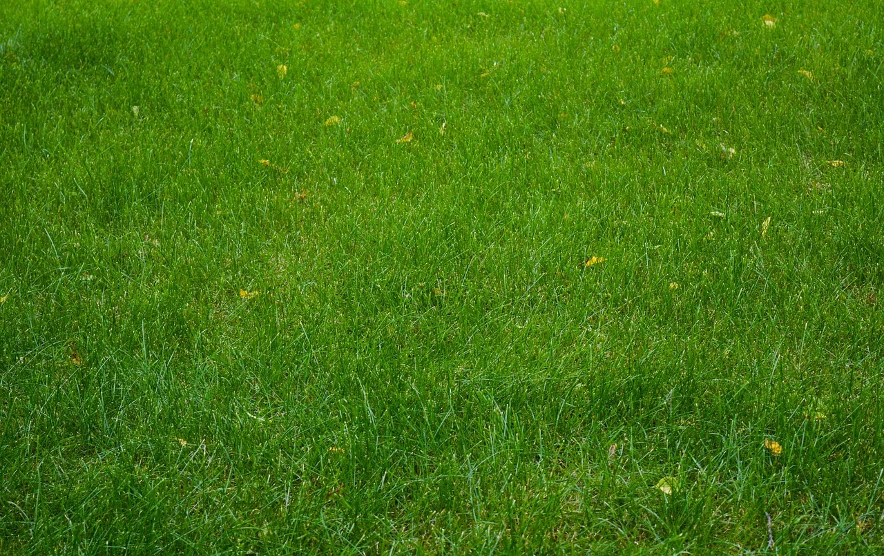 Robot mower working across a tidy suburban lawn in soft evening light