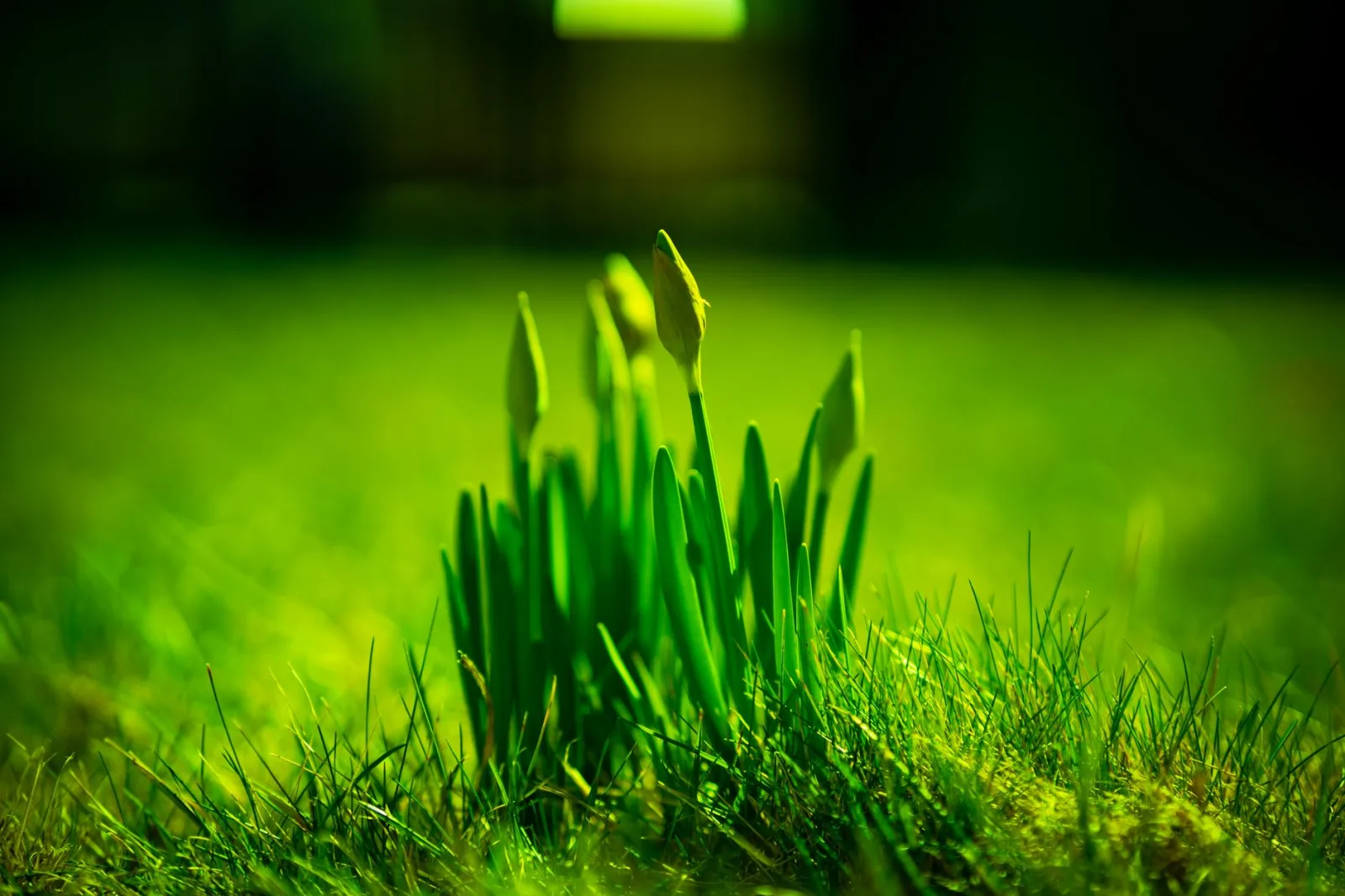 Fresh green spring lawn ready for a robot mower's first cut of the season
