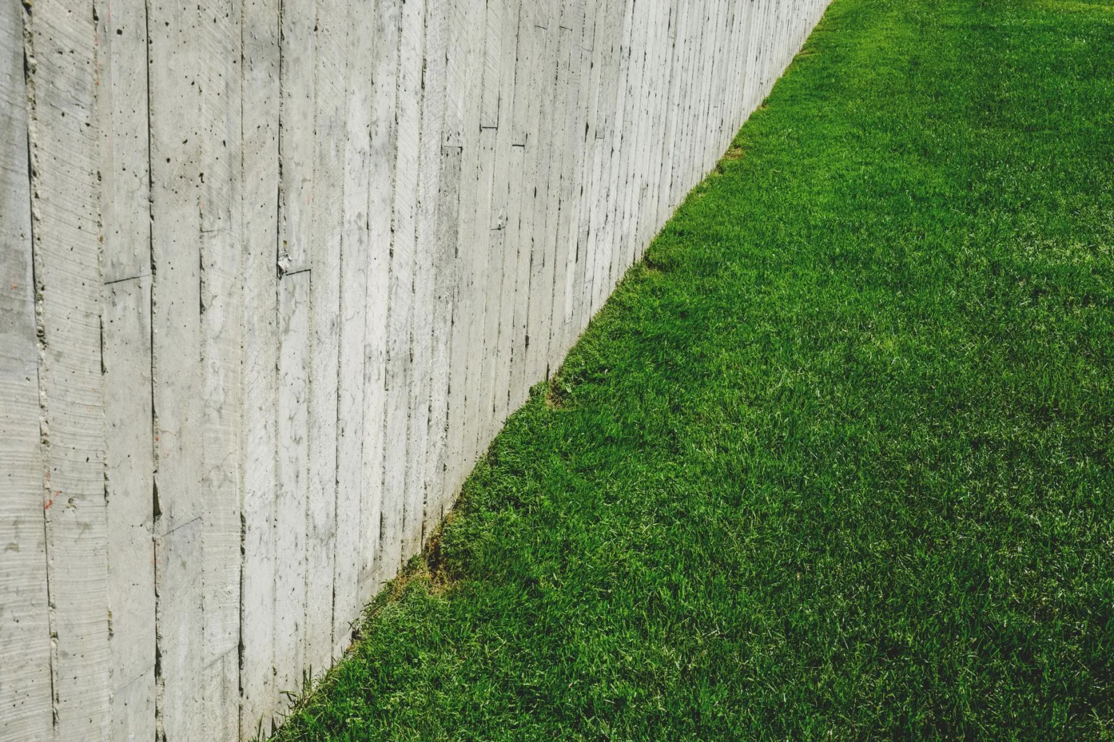 Uneven lawn with scalped high spots and longer grass in the dips