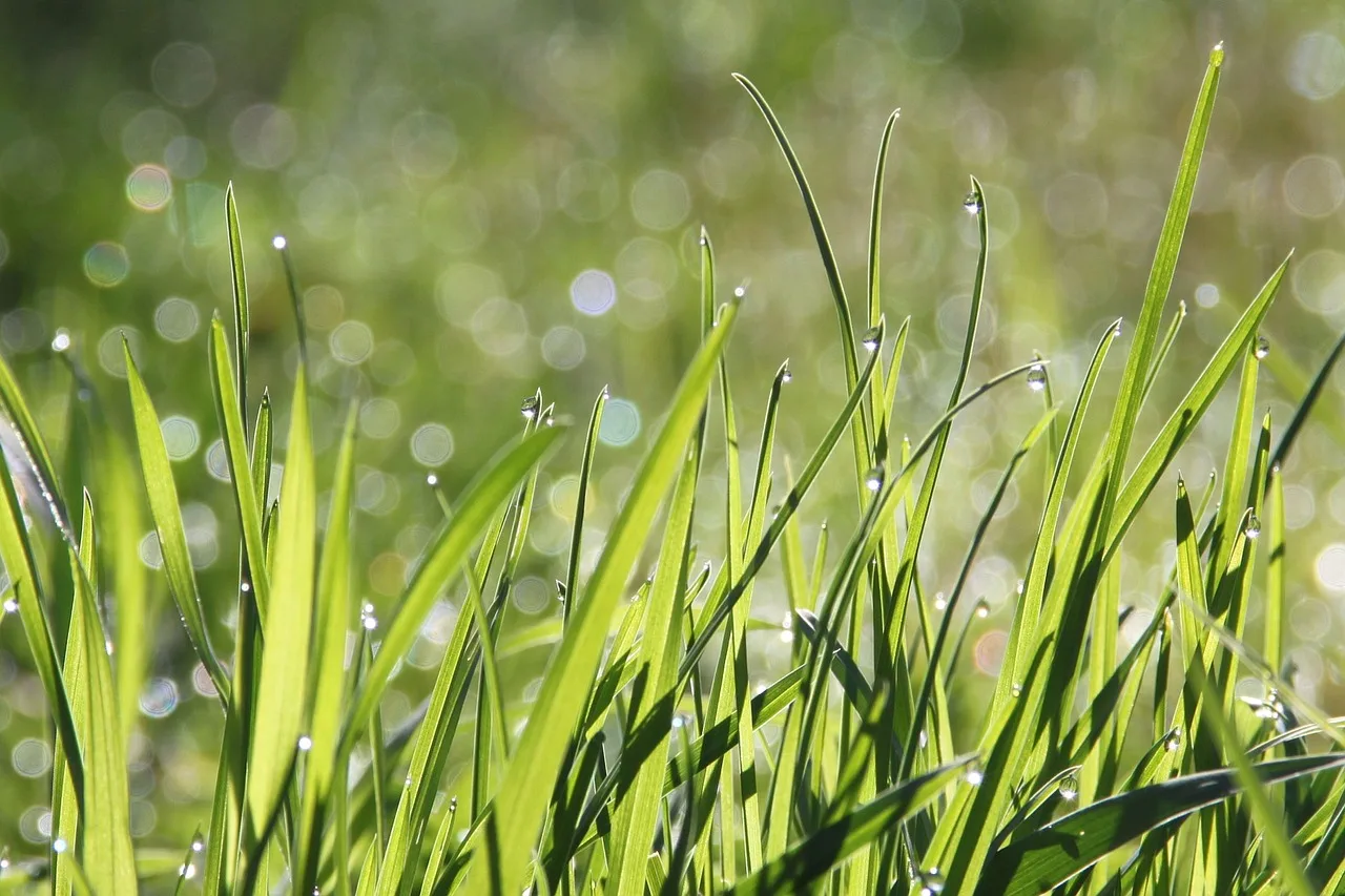 Sloped backyard lawn covered in morning dew before mowing