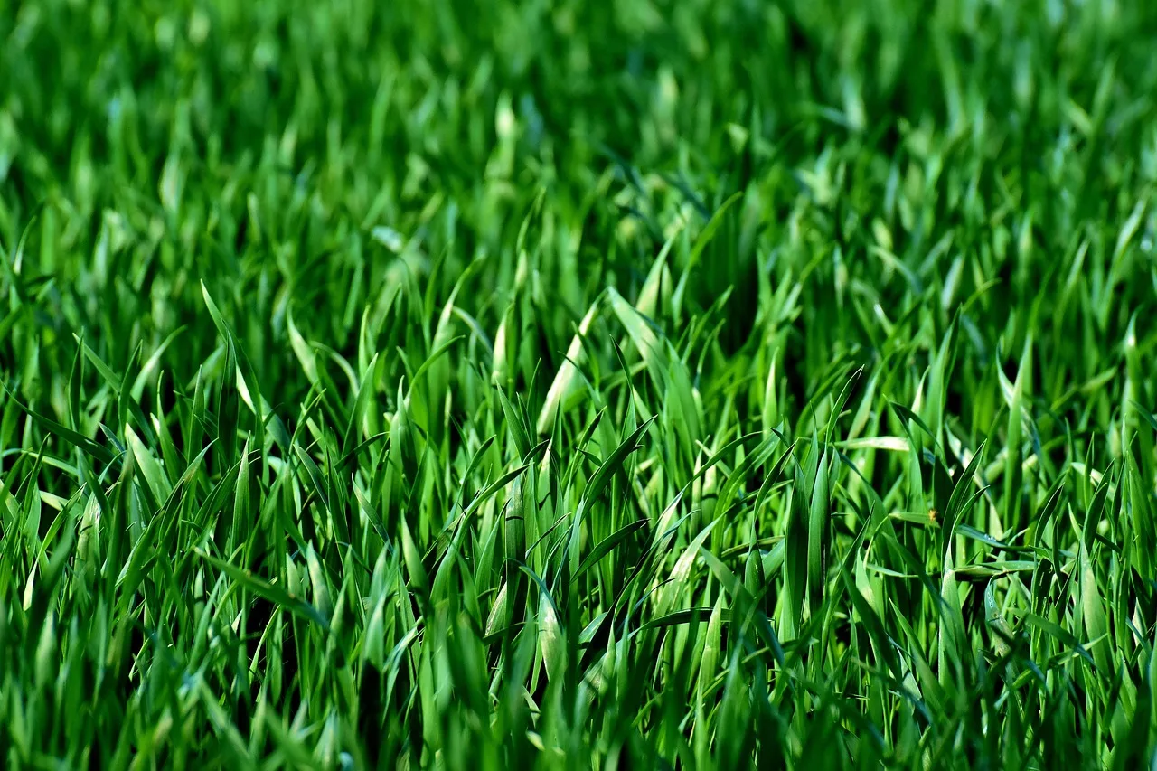 A garden fork aerating compacted soil to improve drainage and reduce moss growth
