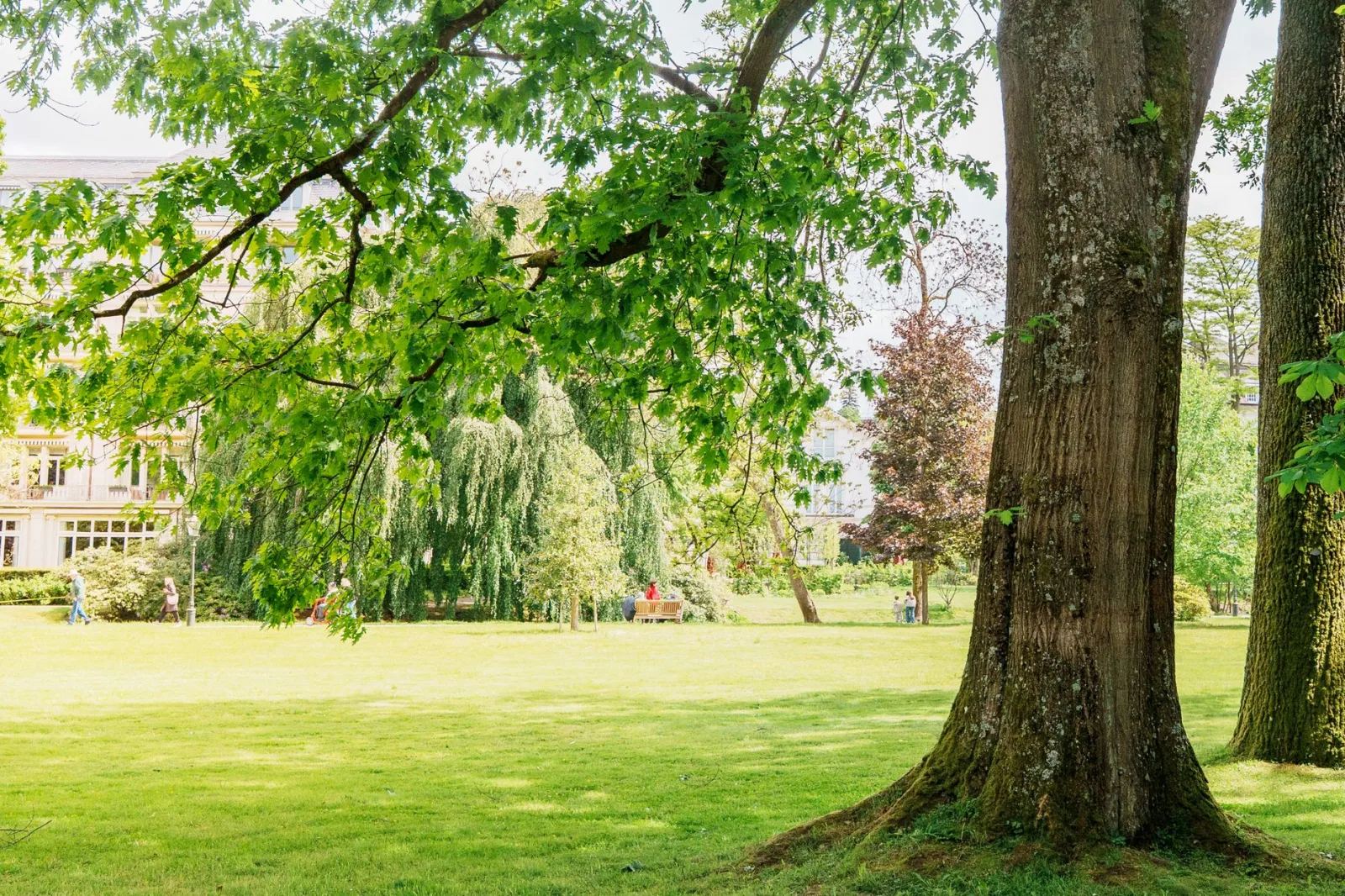 Patchy green lawn in dappled shade beneath large garden trees