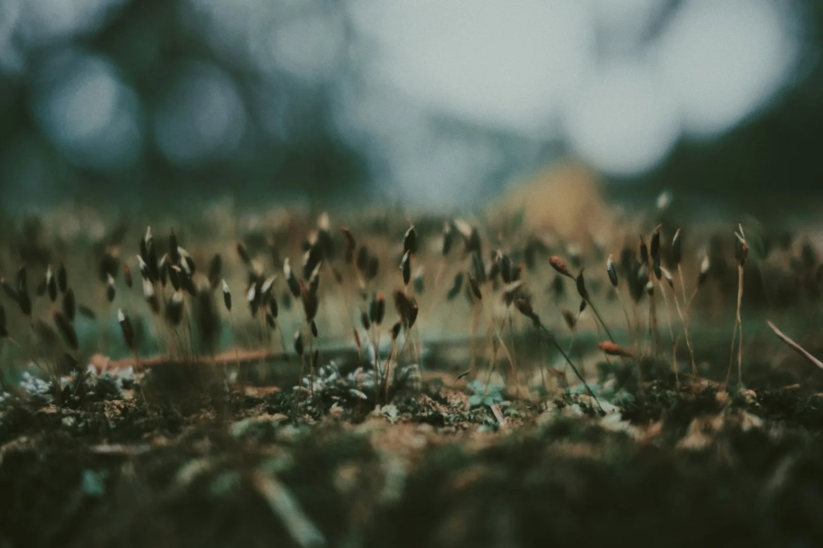 Close view of moss growing among thin grass in a damp shaded lawn