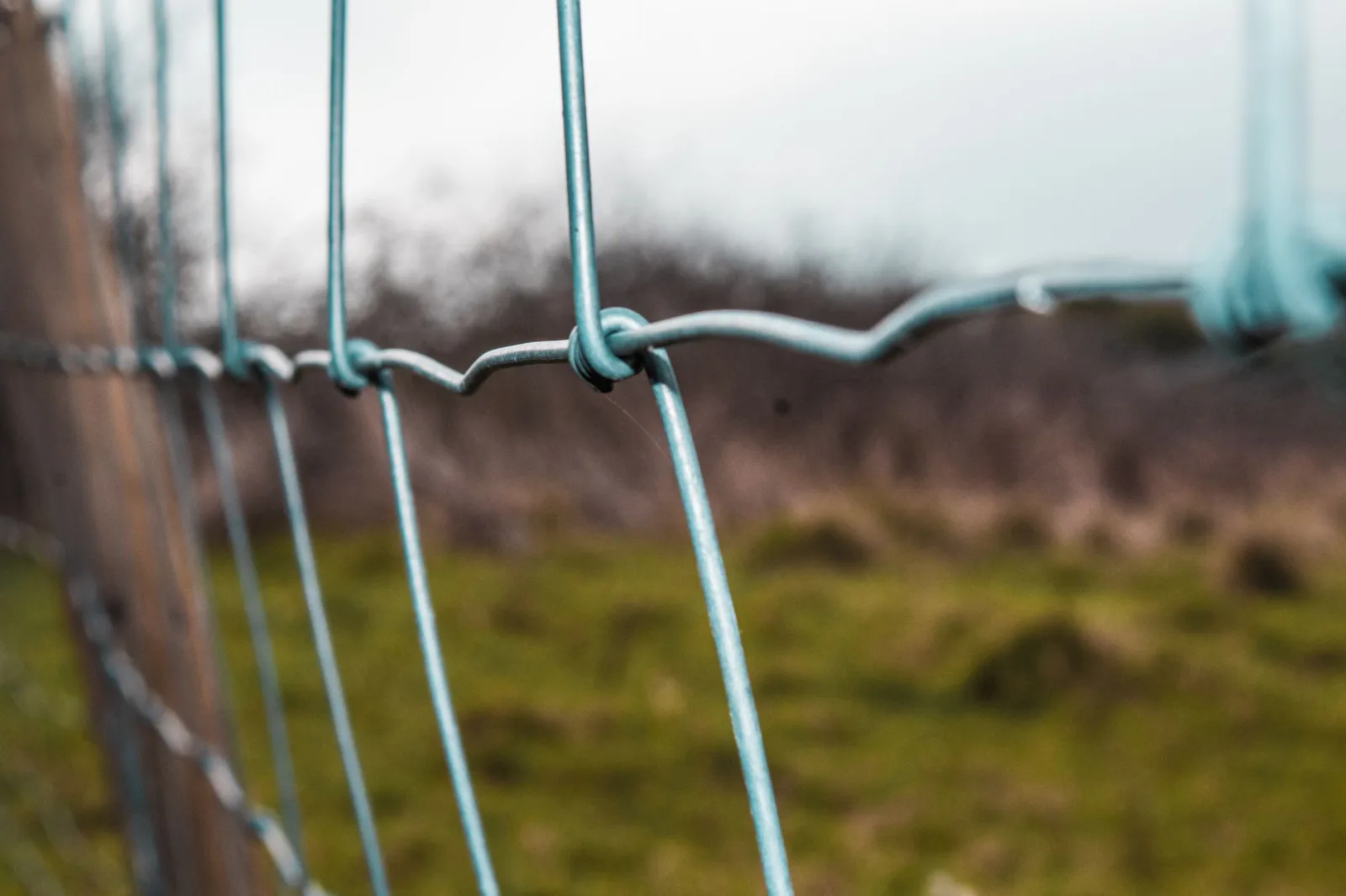 Perimeter boundary wire pegged along the edge of a green lawn before grass grows over it